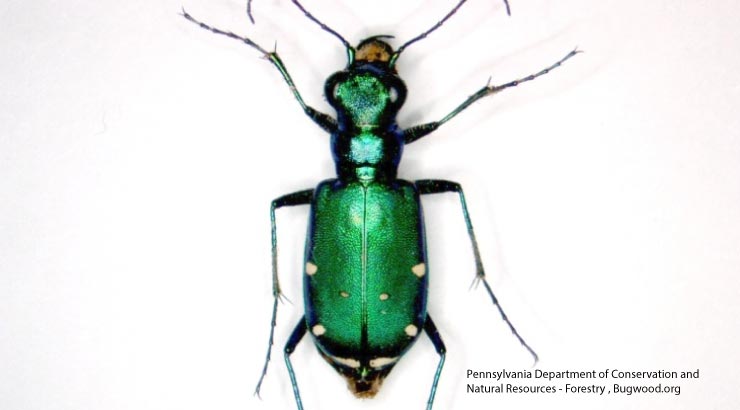 Types Of Green Beetles 10 Shiny Green Beetles Around The World