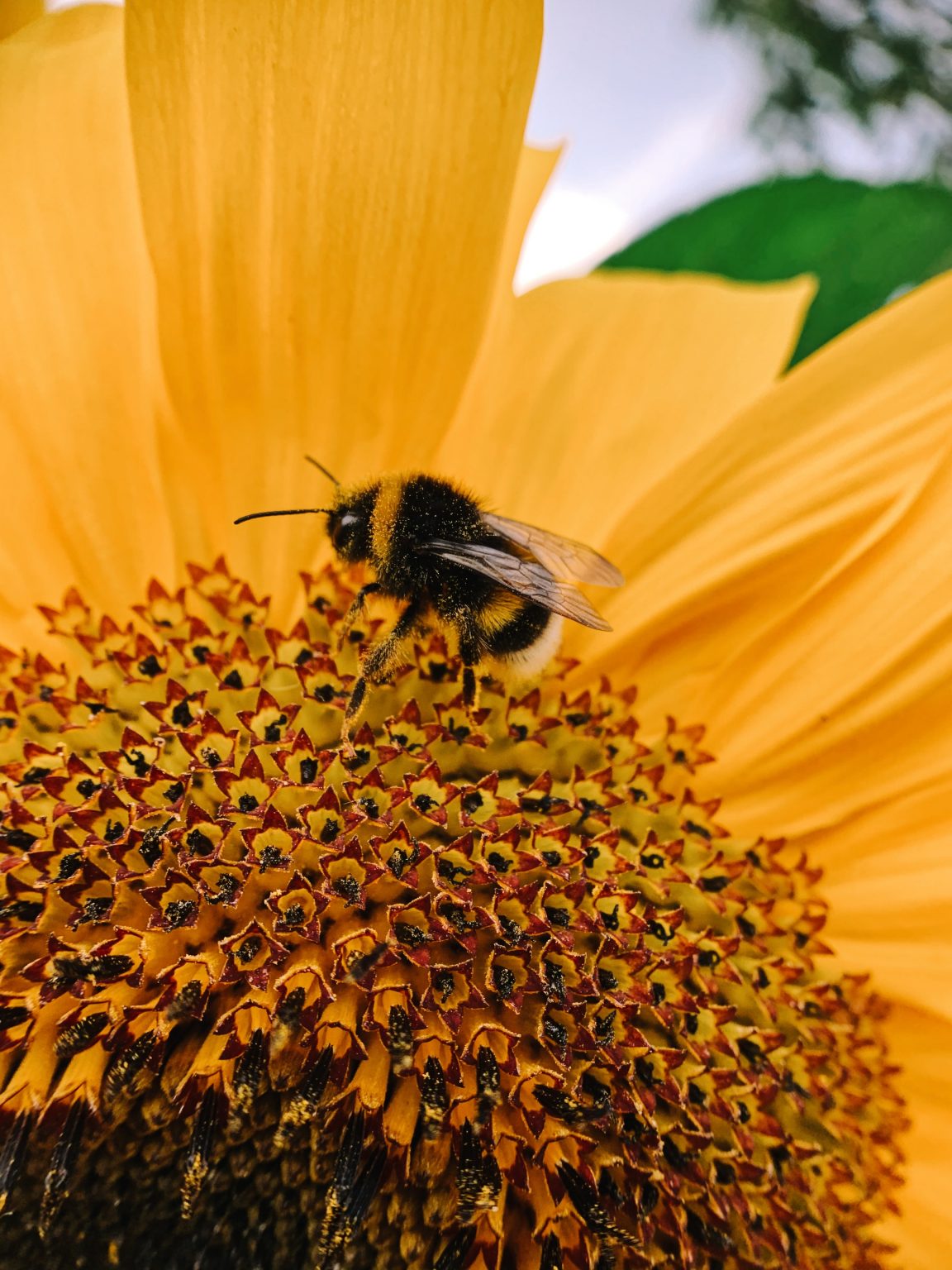 Insects That Look Like Bees The Bug Agenda