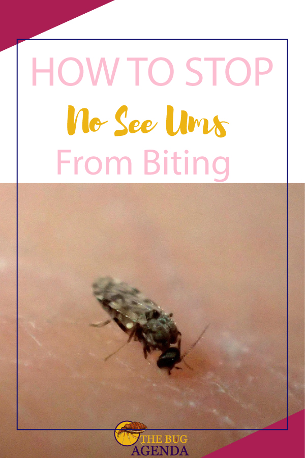 How to Get Rid of No-See-Ums