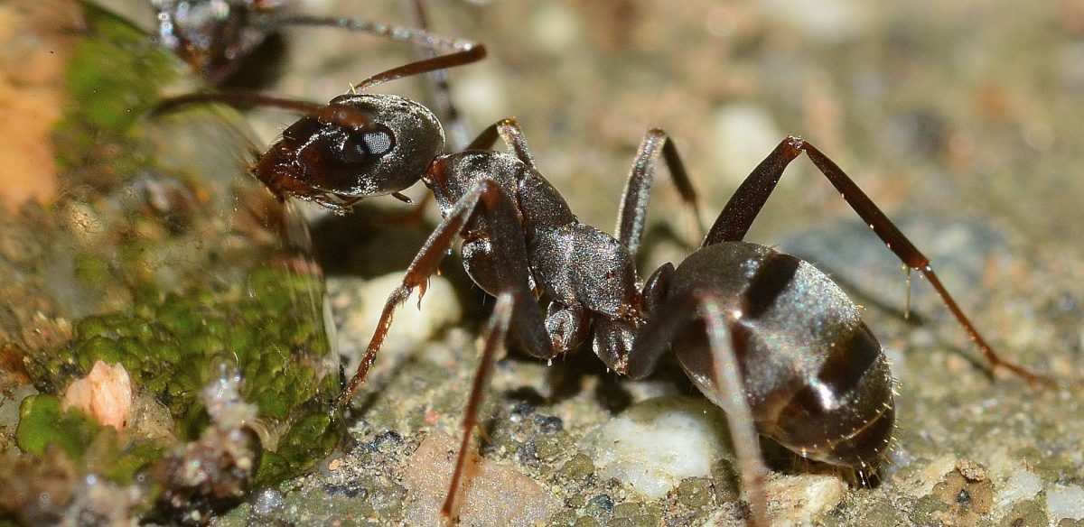 Cool facts about ants