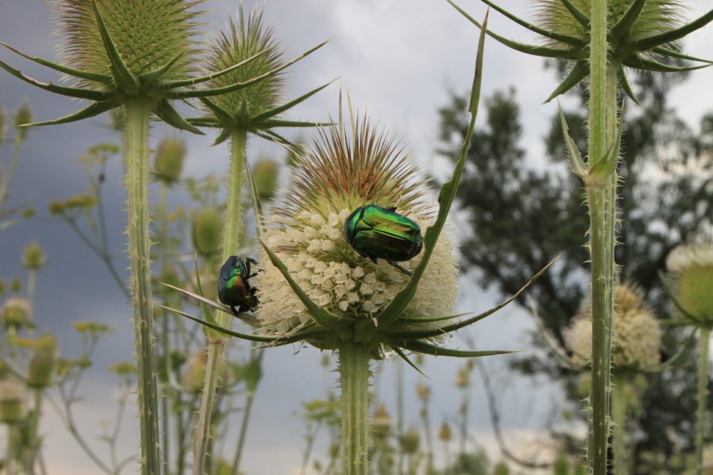 Shiny metallic beetles