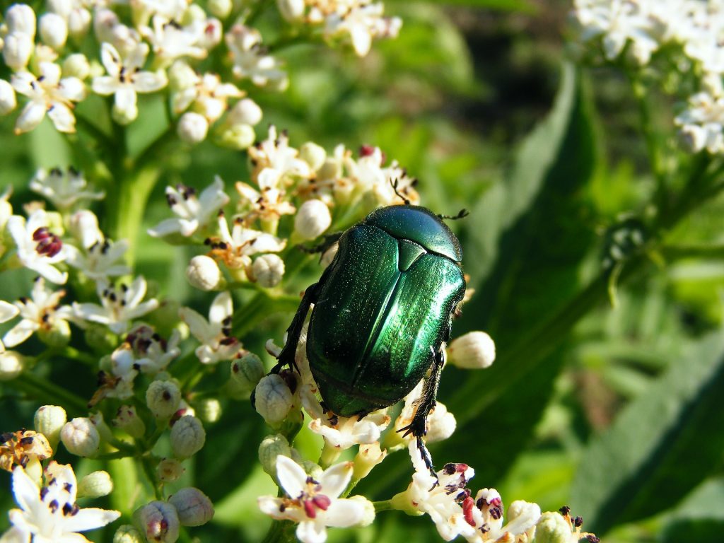 Metallic Green Beetles