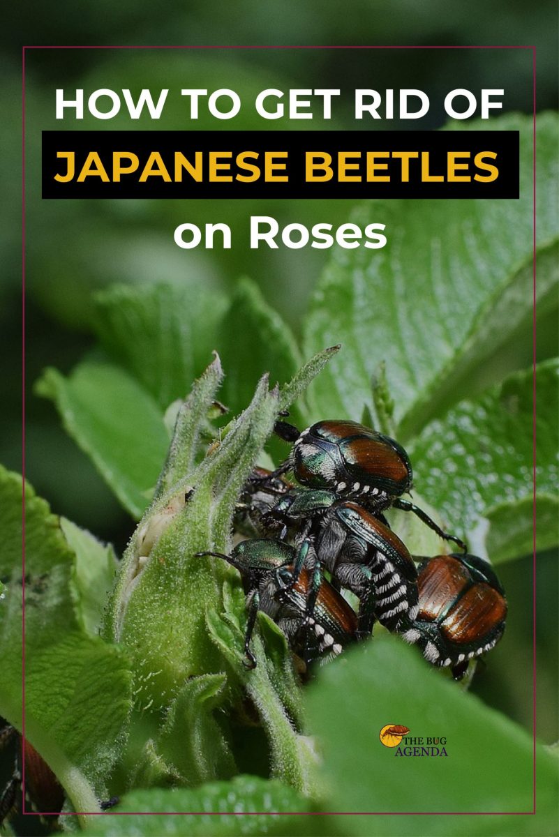 How to Get Rid of Japanese Beetles on Roses - The Bug Agenda