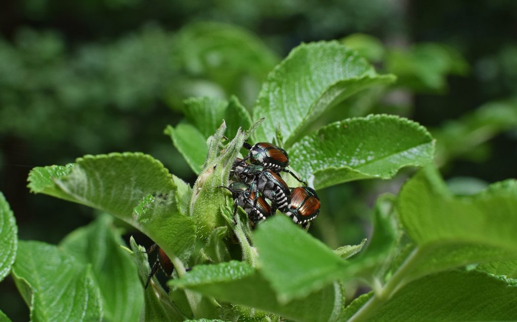 Japanese beetles mating on foliage