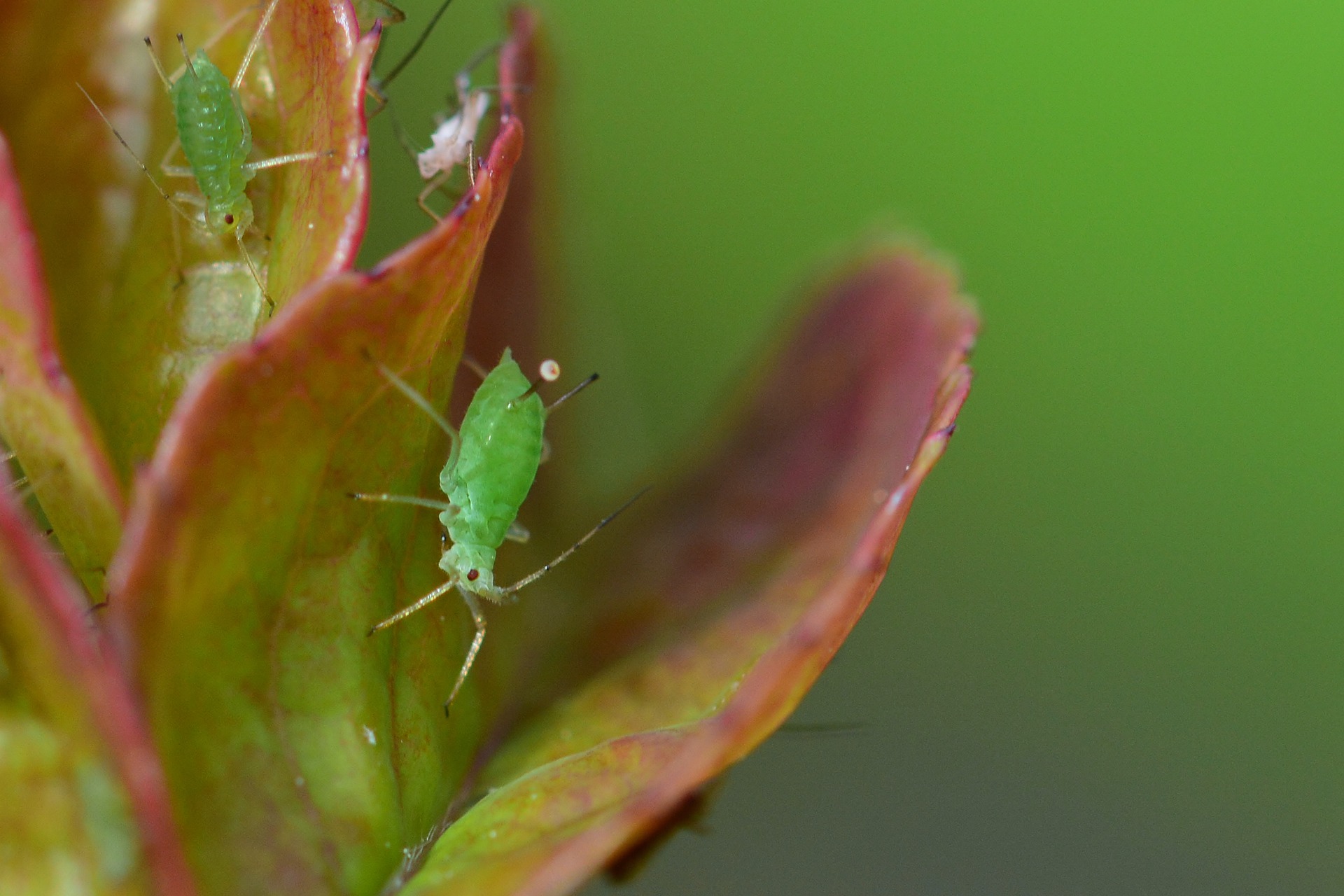 Aphid Control Tips