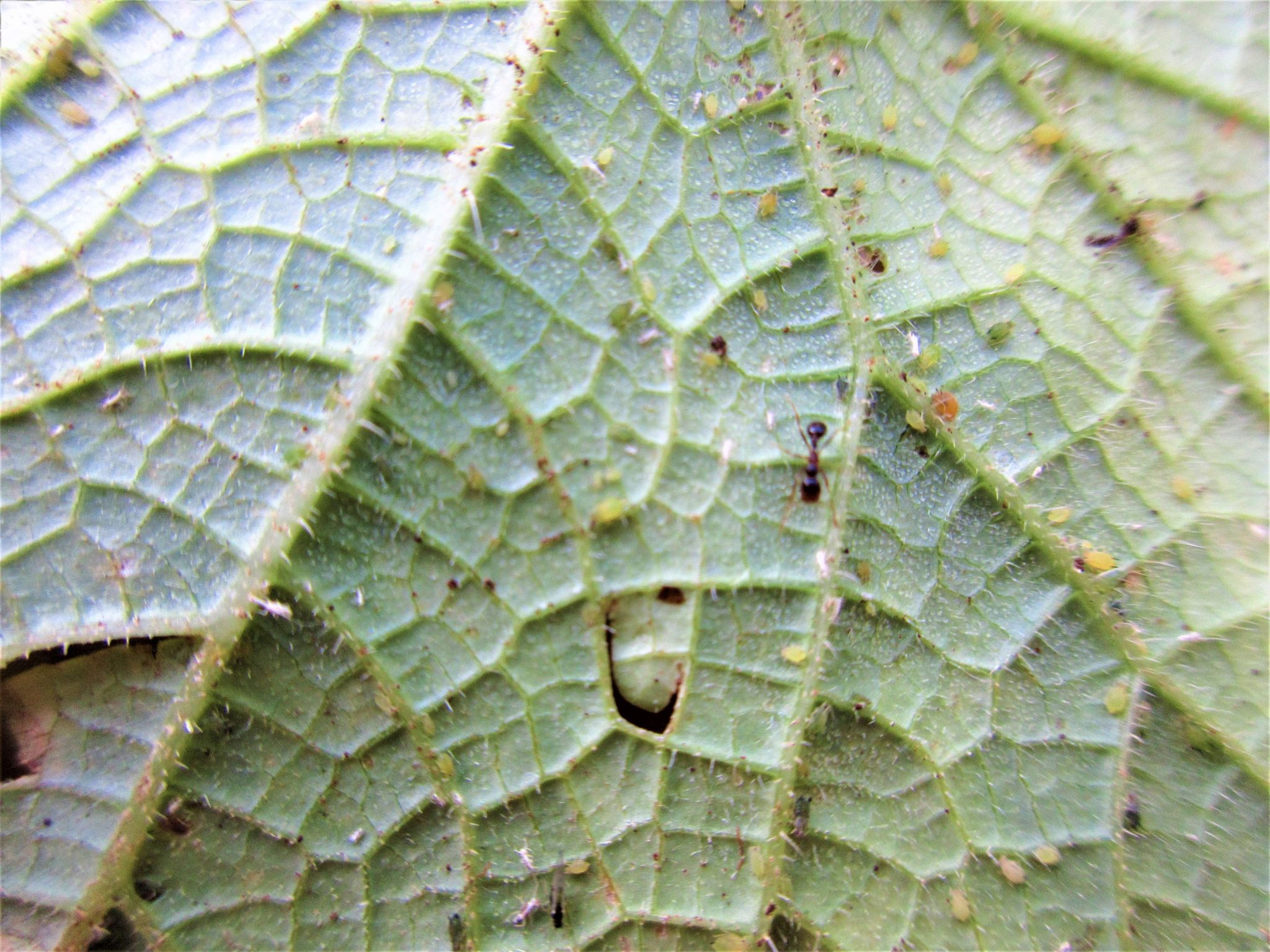 Killing Aphids with Soapy Water Is It Safe & Effective? The Bug Agenda