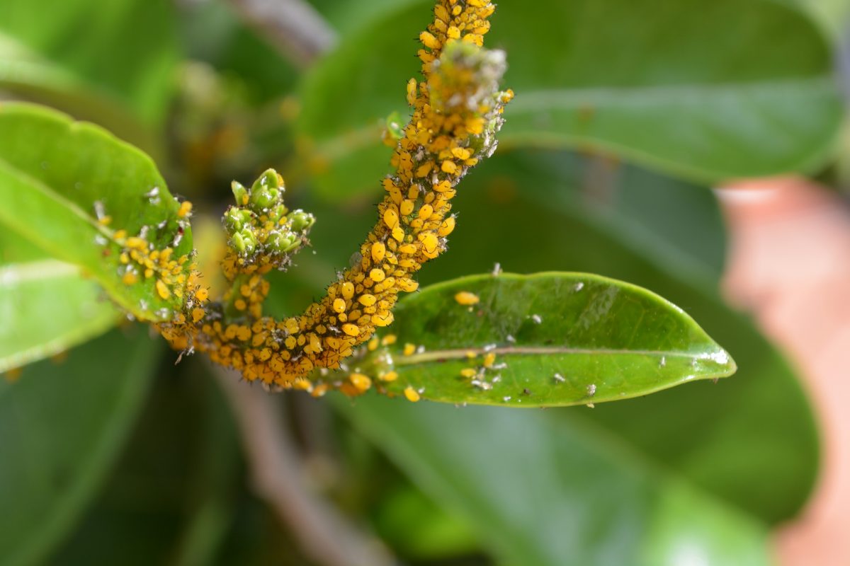 What Do Aphids Eat and How do They Affect Plants?
