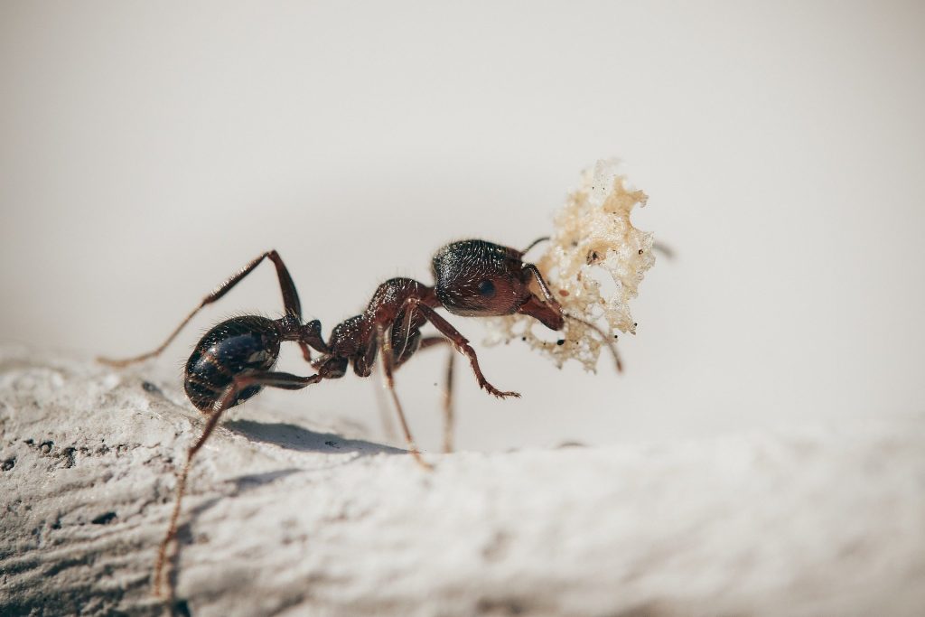 What is the best indoor ant killer