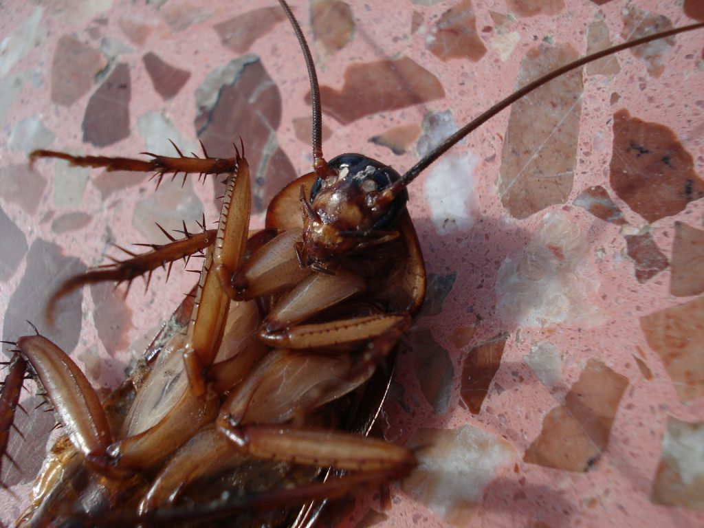neem oil for cockroaches