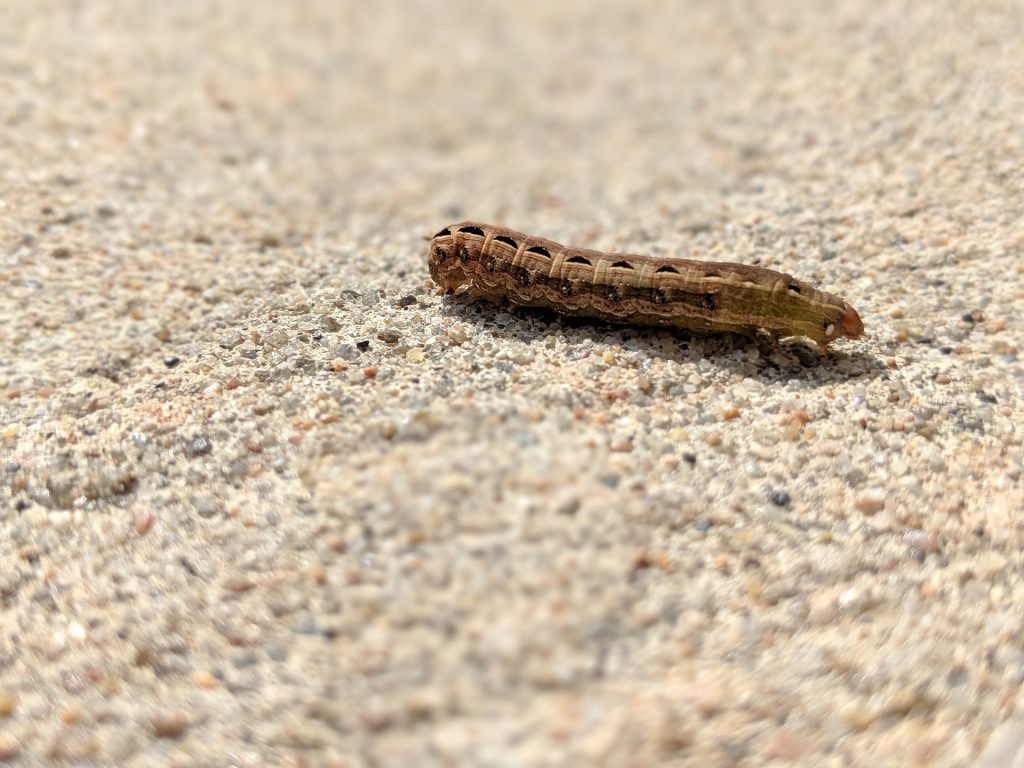 a pest of tomatoes - cutworms