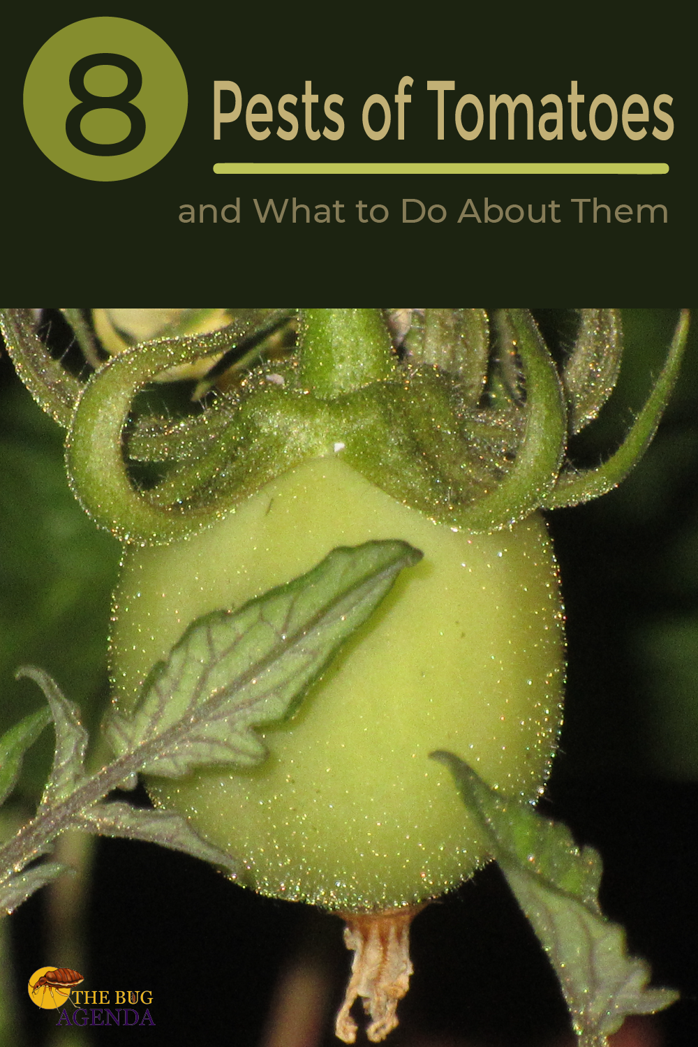 Pests of Tomatoes and What to Do About Them - The Bug Agenda
