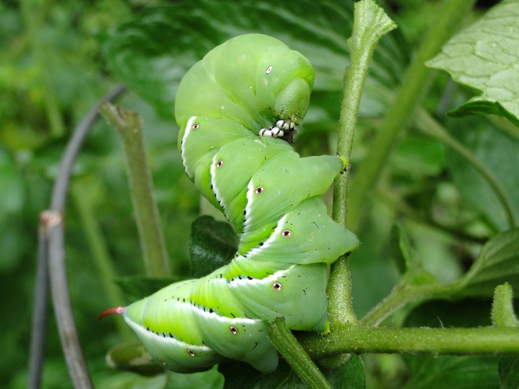 pests of tomatoes - hornworms