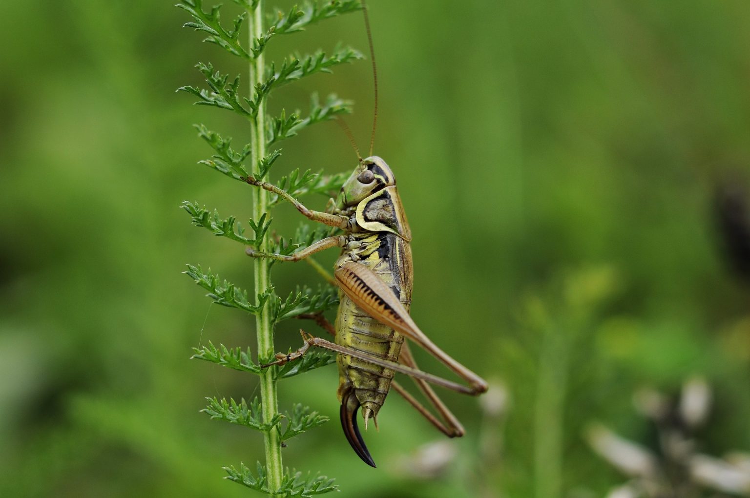10 Best Insects to Eat If You’re Jumping into Entomophagy