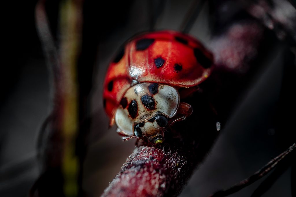 Biological control of aphids