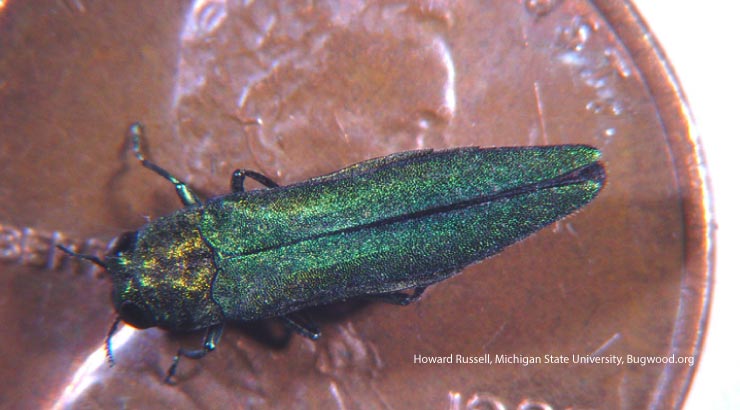 Emerald Ash Borer