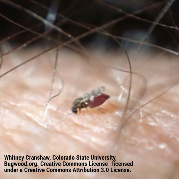 Florida No See Ums How to Navigate the Woes of No See Ums in Florida