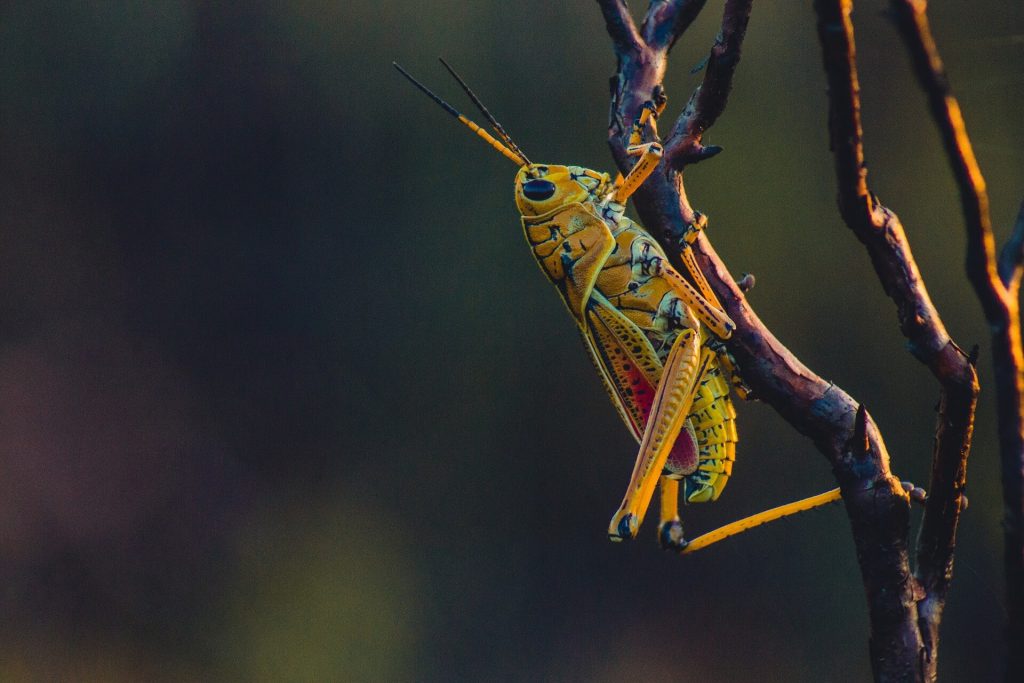Edible Insects
