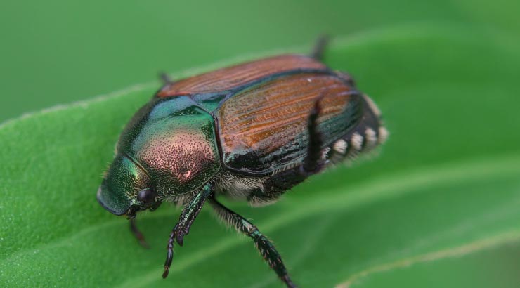 Japanese Beetle