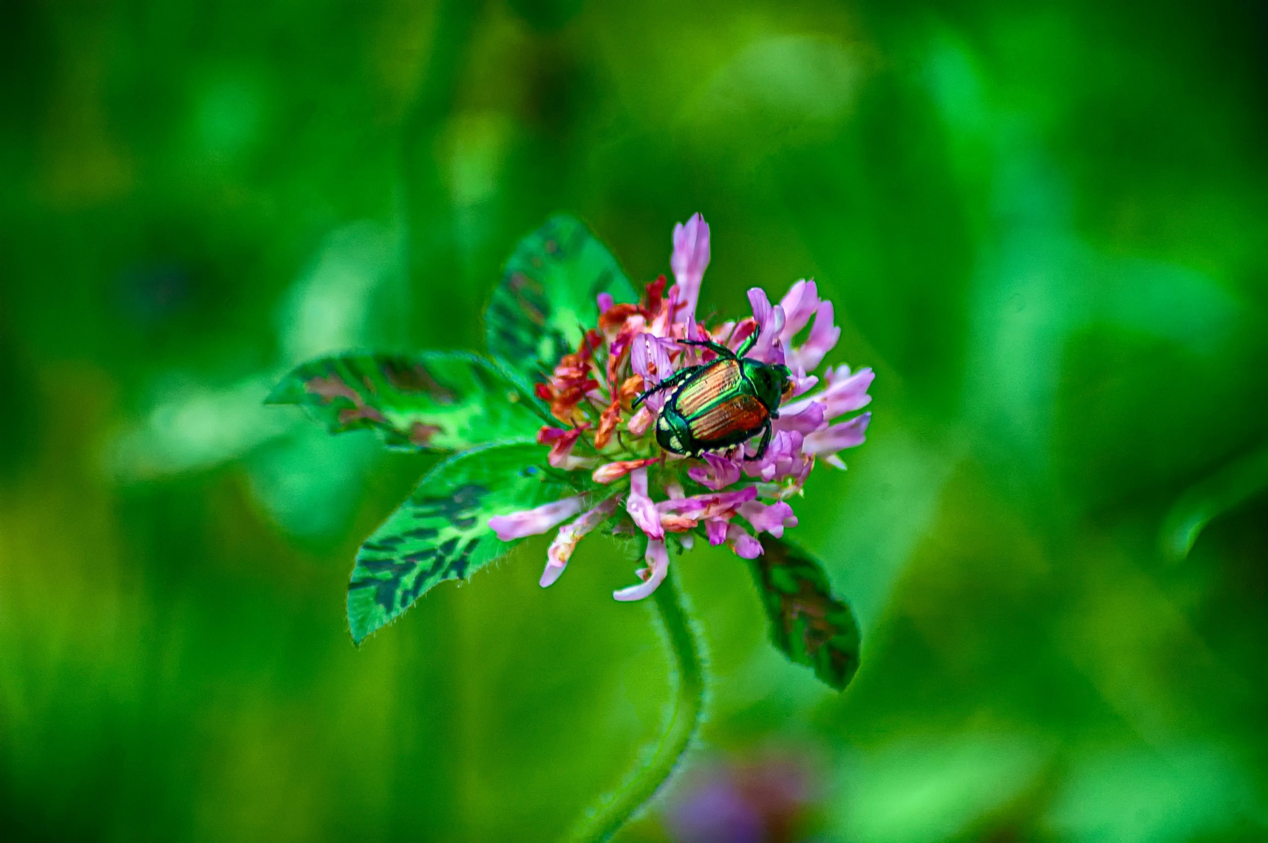 Shiny green beetle