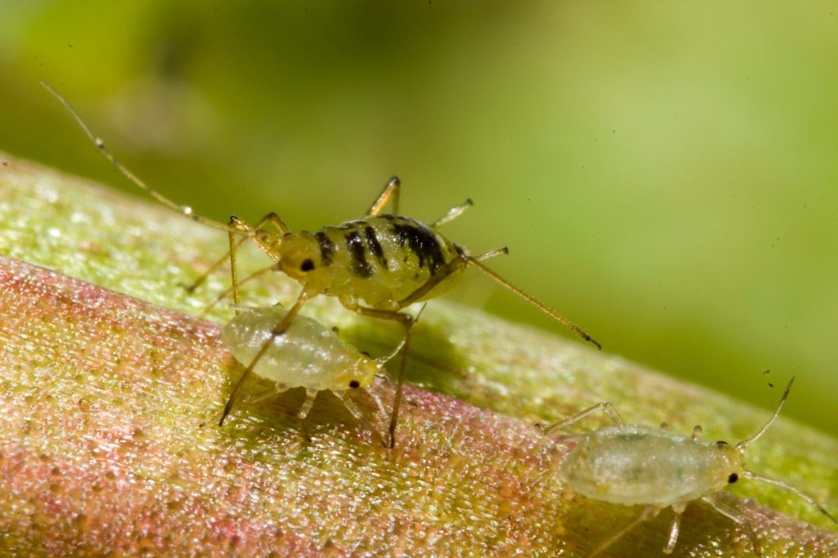 Does Neem Oil Kill Aphids? A Research-Based Approach