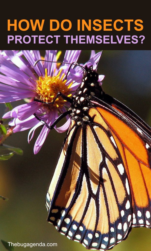 Insect defense mechanisms