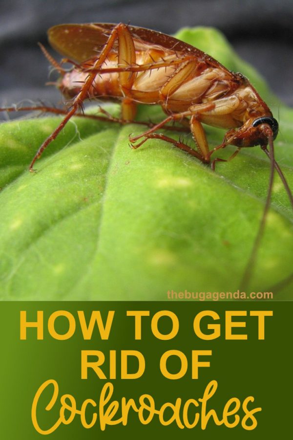 How to Get Rid of Cockroaches at Home and Fast - The Bug Agenda