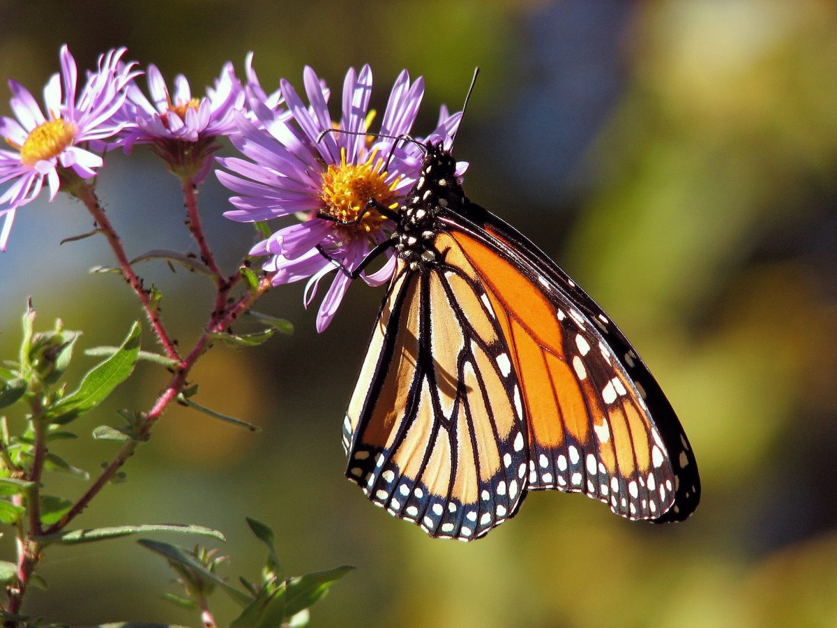 A monarch beetle - insect defense mechanism