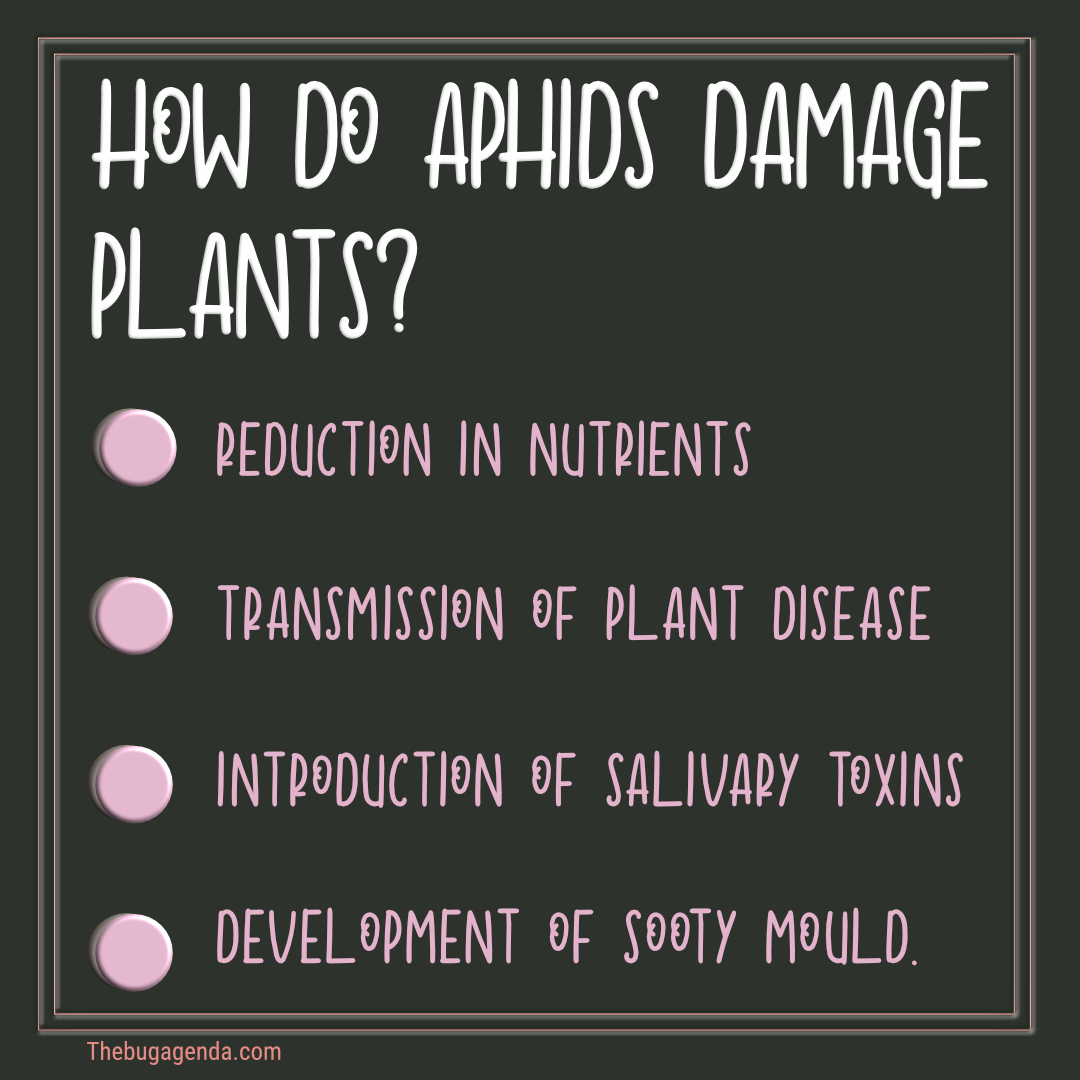 What Do Aphids Eat and How do They Affect Plants?