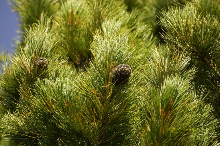 Essential Oils Bugs Hate 10 Essential Oils to Repel Bugs and Insects