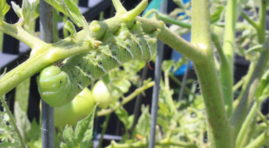 tobacco hornworm