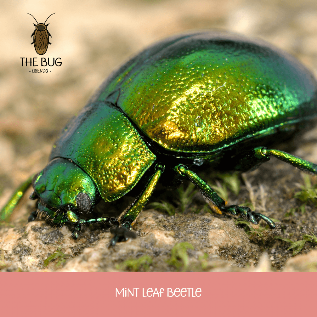 7 Green Iridescent Beetles You Might Spot In The Wild