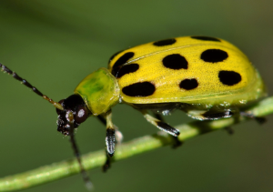 different types of beetles