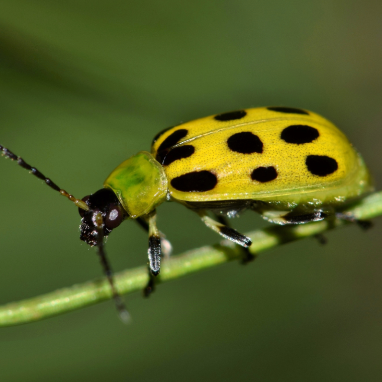 different types of beetles
