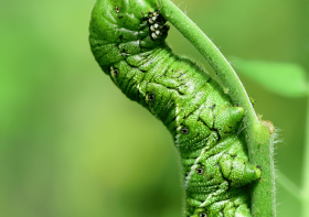 10 Fascinating Facts About Tobacco Hornworms