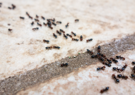 An Introduction to Homemade Ant Killers: A Safe Solution for Pet Owners