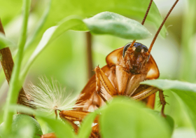 10 Fascinating and Fun Facts About Cockroaches That Will Bug You Out!