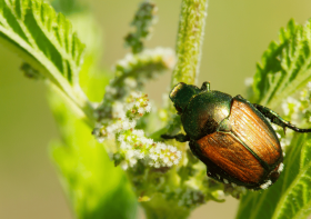 How to Get Rid of Japanese Beetles in the Garden: A Comprehensive Guide