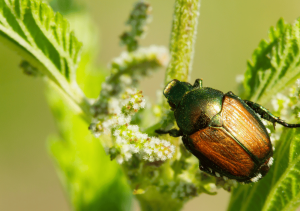 how to get rid of Japanese beetle