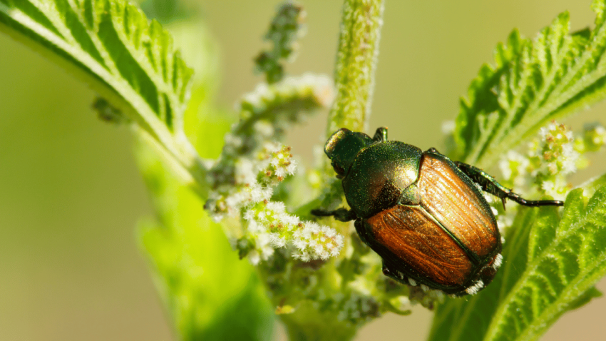 how to get rid of Japanese beetle