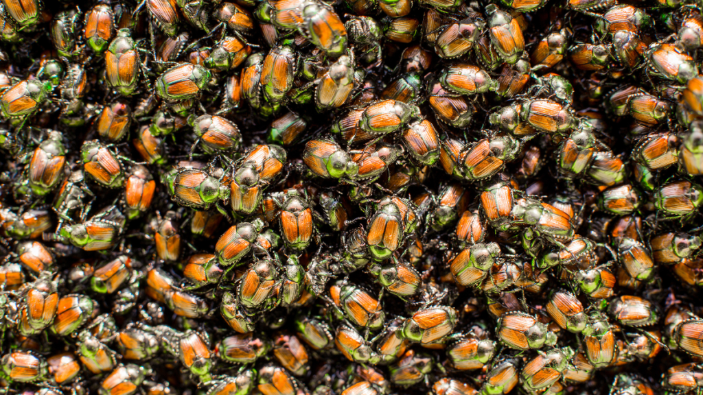 What Kills Japanese Beetles? 6 Effective Methods to Try Today
