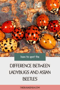 How to Spot the Difference Between Ladybugs and Asian Beetles