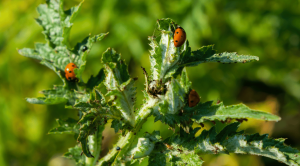 How to Spot the Difference Between Ladybugs and Asian Beetles