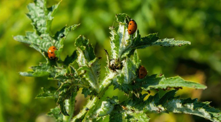 Ladybug Defeted How to Spot the Difference Between Ladybugs and Asian Beetles