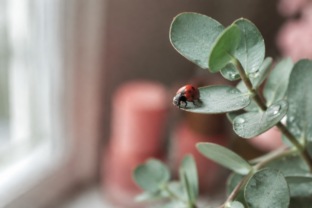 Ladybug resting on a eucalyptus leaf
