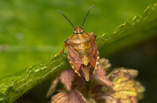 bugs in the house - stink bug