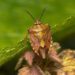 bugs in the house - stink bug
