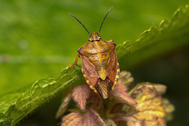 bugs in the house - stink bug