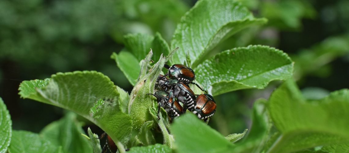 How to Get Rid of Japanese Beetles on Roses - The Bug Agenda